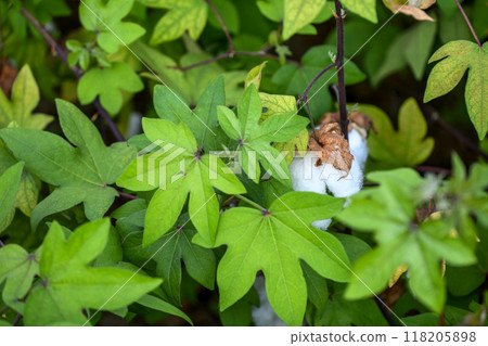 棉日本棉棉花植物材料 118205898