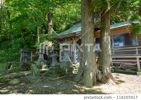 Couple Cedars and Natural Cedars, Taishi Shrine, Akita City 118205917
