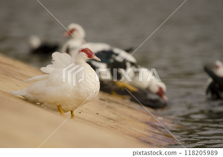 Domestic Muscovy duck. 118205989