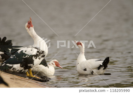 Domestic Muscovy ducks. Domestic Muscovy ducks. 118205990