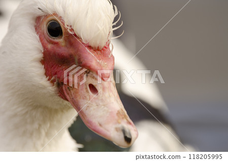 Domestic Muscovy duck. 118205995