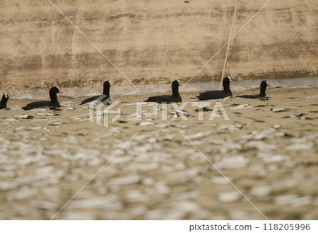 Flock of Eurasian coots. 118205996