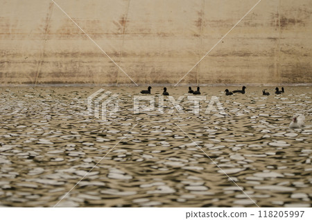 Flock of Eurasian coots. 118205997
