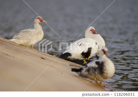 Domestic Muscovy duck. 118206031