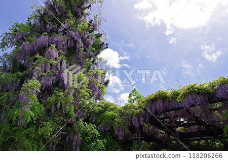 Looking up at the wisteria trellis at Tenjinyama Park in Sapporo Looking up at the wisteria trellis at Tenjinyama Park in Sapporo 118206266