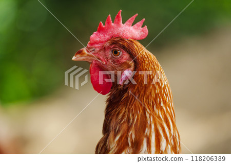 close up brown chicken or hen lay eggs in rural farm close up brown chicken or hen lay eggs in rural farm 118206389