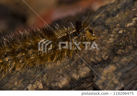 Caterpillar of the moth Canararctia rufescens gomerensis. Caterpillar of the moth Canararctia rufescens gomerensis. 118206475