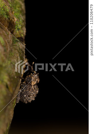 Weevil in the Garajonay National Park. 118206479
