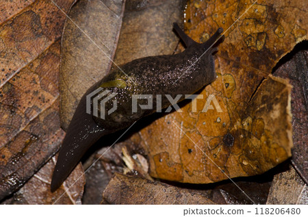 Slug Insulivitrina sp. Slug Insulivitrina sp. 118206480