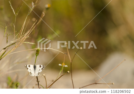 Bath white Pontia daplidice. 118206502