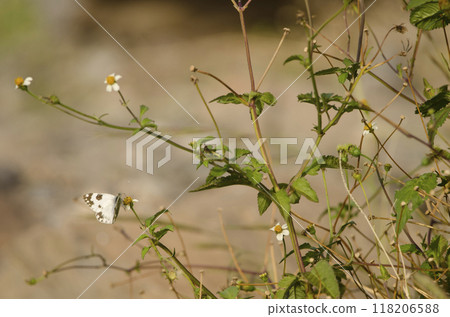 Bath white on a flower of cobbler pegs. 118206588