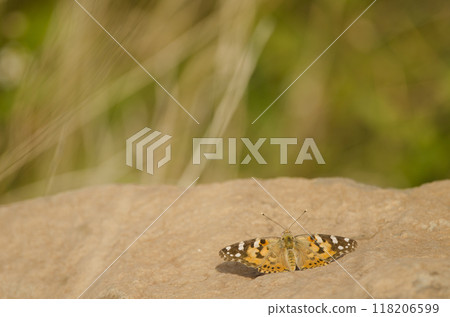 Painted lady Vanessa cardui. Painted lady Vanessa cardui. 118206599