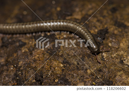 Millipede Ommatoiulus inconspicuus. Millipede Ommatoiulus inconspicuus. 118206602