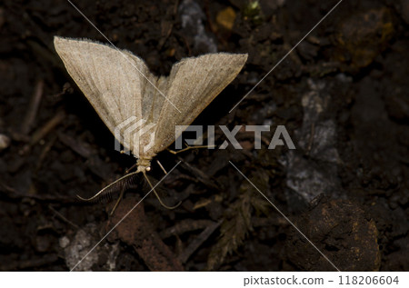 Moth on the forest floor. 118206604