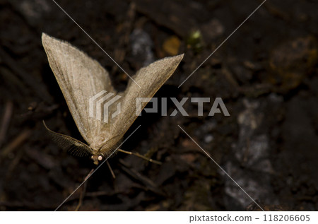 Moth on the forest floor. Moth on the forest floor. 118206605