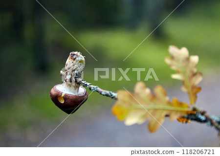 Mushroom with a brown cap pinned on an oak branch in the autumn forest Mushroom with a brown cap pinned on an oak branch in the autumn forest 118206721