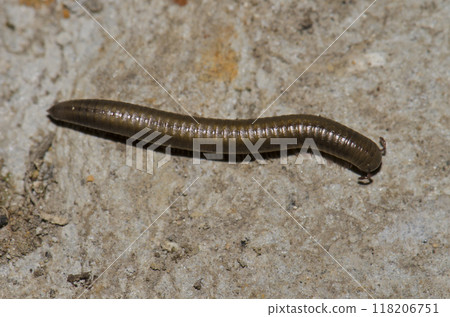 Millipede Ommatoiulus inconspicuus. 118206751
