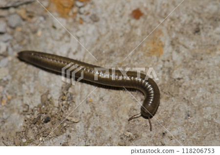 Millipede Ommatoiulus inconspicuus. 118206753