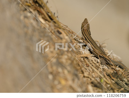 Juvenile Boettger's lizard from the back. 118206759