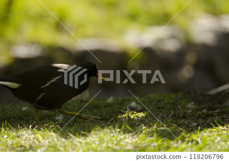 Eurasian common moorhen. Eurasian common moorhen. 118206796