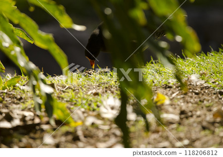 Eurasian common moorhen searching for food. Eurasian common moorhen searching for food. 118206812