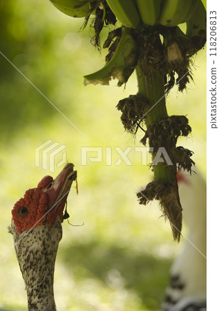 Domestic Muscovy drake trying to eat bananas. 118206813