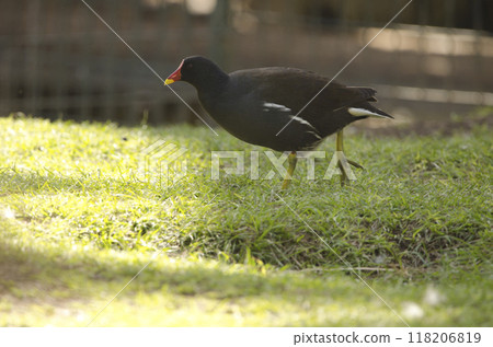 Eurasian common moorhen. Eurasian common moorhen. 118206819