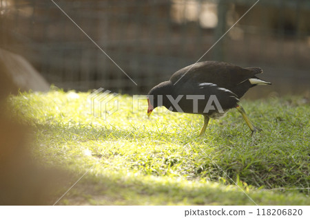 Eurasian common moorhen. Eurasian common moorhen. 118206820
