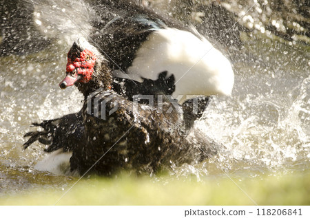 Domestic Muscovy drake bathing. Domestic Muscovy drake bathing. 118206841