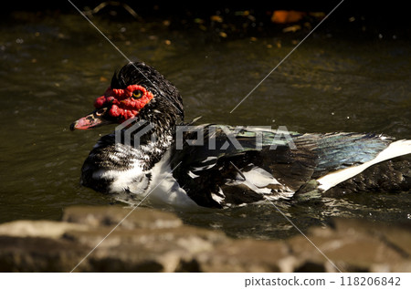 Domestic Muscovy drake. 118206842
