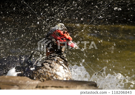 Domestic Muscovy drake bathing. Domestic Muscovy drake bathing. 118206843