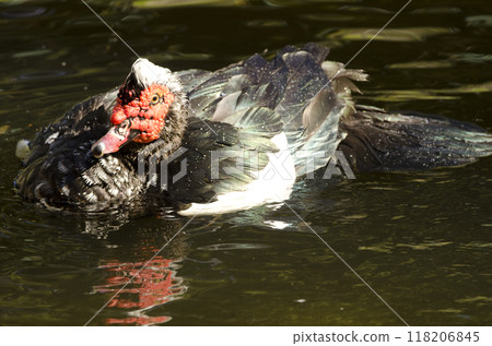 Domestic Muscovy drake bathing. Domestic Muscovy drake bathing. 118206845