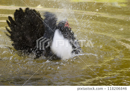 Domestic Muscovy drake bathing. Domestic Muscovy drake bathing. 118206846