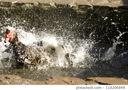 Domestic Muscovy drake bathing. 118206849
