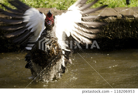 Domestic Muscovy drake flapping its wings. 118206953
