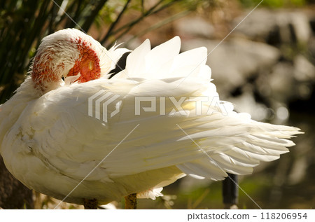 Domestic Muscovy drake preening. Domestic Muscovy drake preening. 118206954