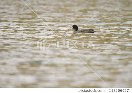 Eurasian coot Fulica atra atra. 118206957