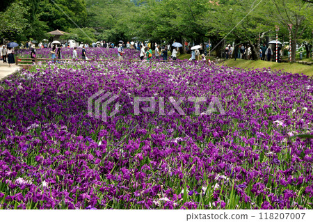 Nagasaki Prefecture, Omura City, Omura Park, the landscape of the iris garden spreading across the former site of Kushima Castle moat 118207007