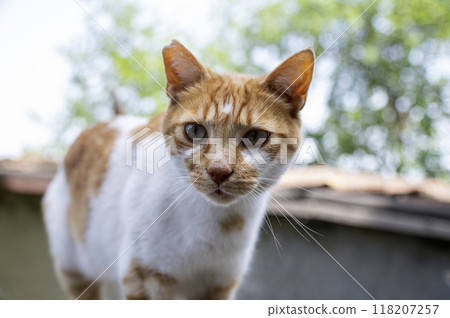 Ginger street cat 118207257