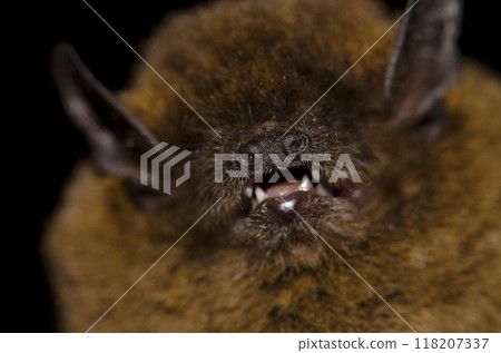Frontal view of a Madeira pipistrelle. Frontal view of a Madeira pipistrelle. 118207337