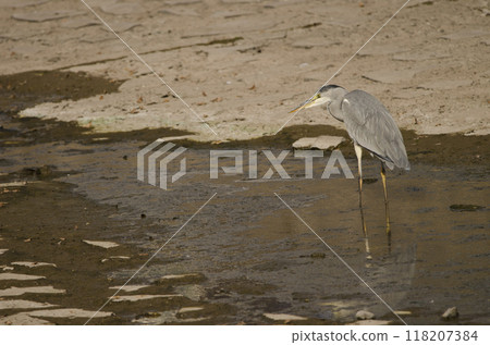 Grey heron Ardea cinerea. Grey heron Ardea cinerea. 118207384