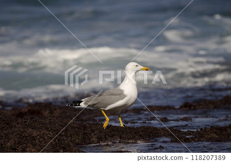 Yellow-legged gull Larus michahellis atlantis. Yellow-legged gull Larus michahellis atlantis. 118207389