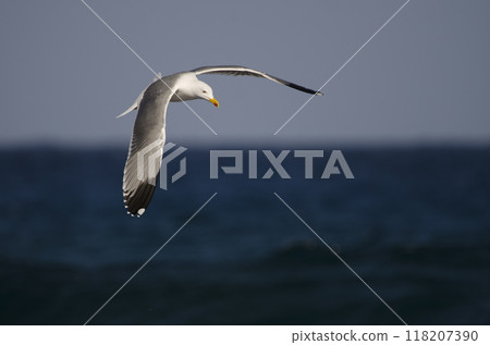 Yellow-legged gull in flight. 118207390