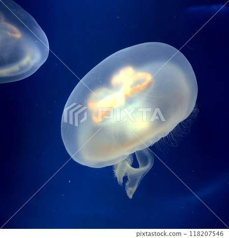 Jellyfish Aquarium 118207546