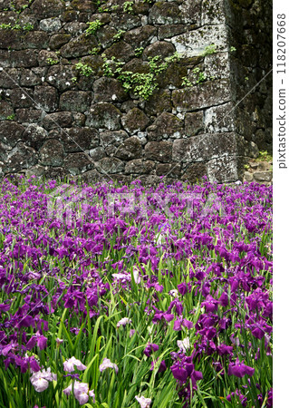 長崎縣大村市大村公園串島城護城河遺址菖蒲花園景觀 118207668