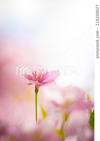 河津櫻花在春天柔和的光線下綻放 118208027