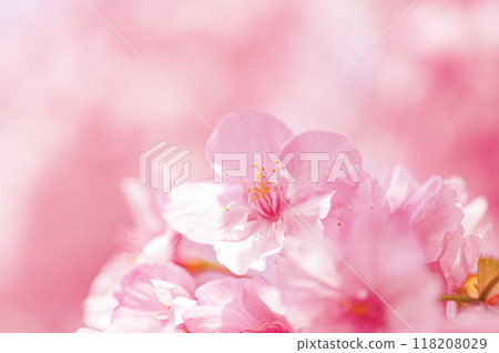 河津櫻花在春天溫暖的陽光下綻放 118208029