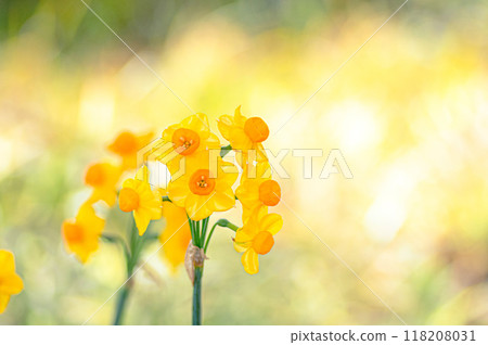 黃色的水仙花在春天的光芒中綻放 118208031