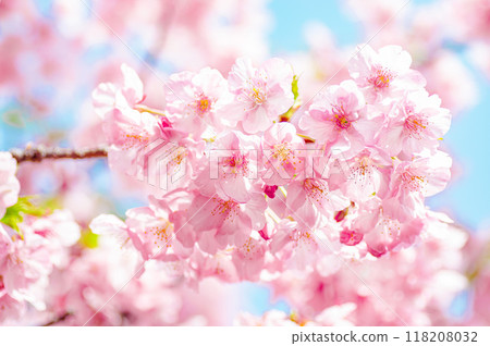 藍天背景高調拍攝的河津櫻花 118208032
