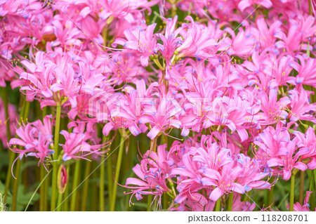 licorice cluster amaryllis manjushage pink material image 118208701